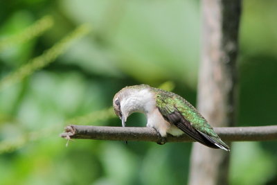 Colibri  gorge rubis