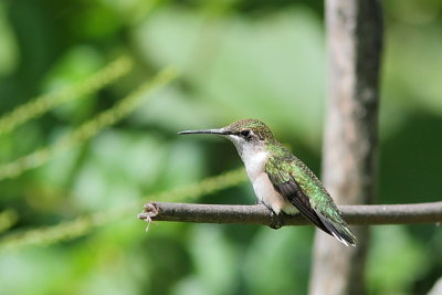 Colibri  gorge rubis