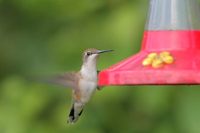 Colibri  gorge rubis