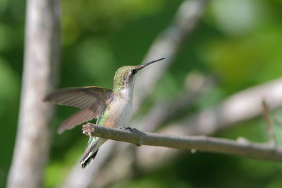 Colibri  gorge rubis