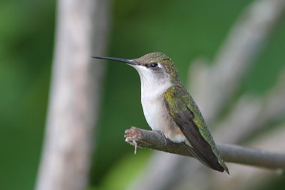 Colibri  gorge rubis