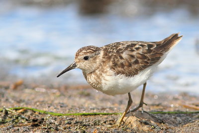 Oiseaux Septembre-Octobre 2013