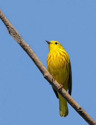 A Paruline jaune IMG_4694.JPG