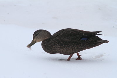 Canard noir