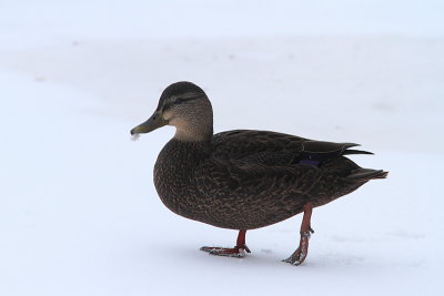 Canard noir