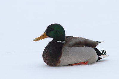 Canard colvert