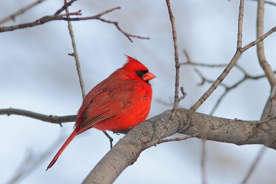 Cardinal rouge