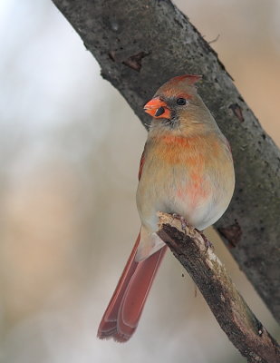 Cardinal rouge