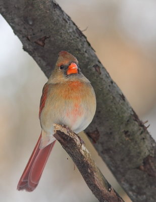 Cardinal rouge