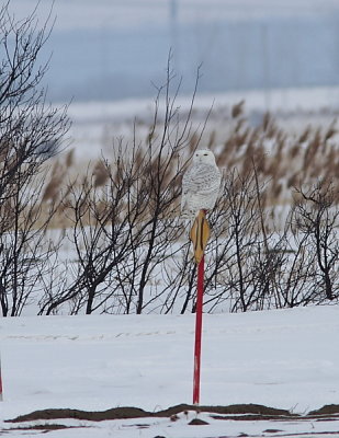 Harfang des neiges