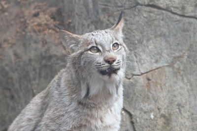 Lynx du Canada