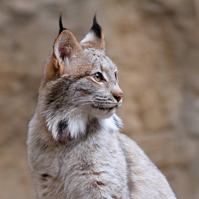 Lynx du Canada