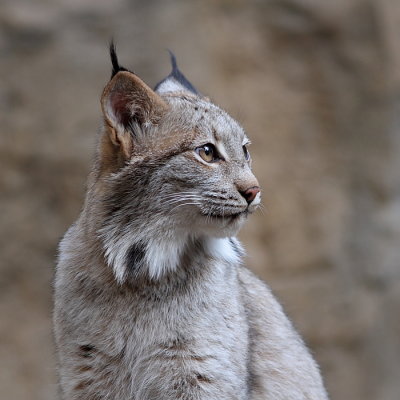 Lynx du Canada