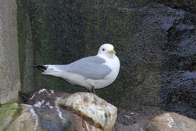 Mouette tridactyle