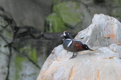 Arlequin plongeur