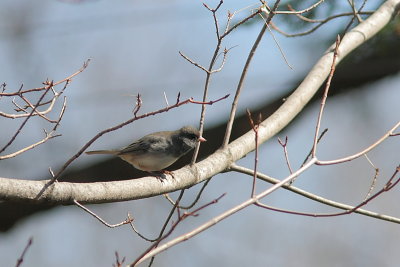 Junco ardois