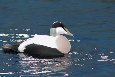 Eider  duvet