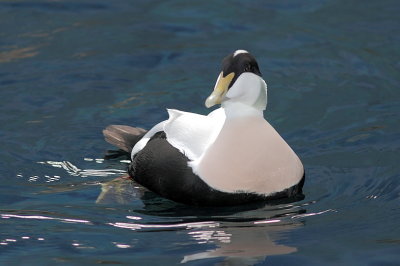 Eider  duvet