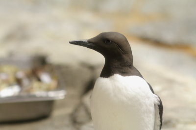 Guillemot marmette