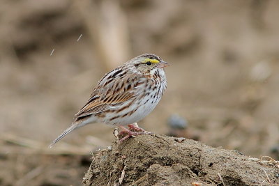 Bruant des prs
