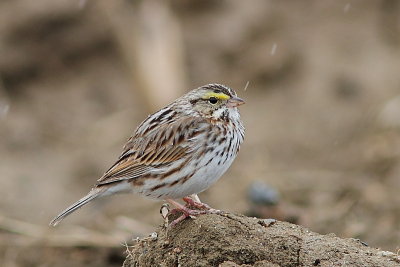 Bruant des prs