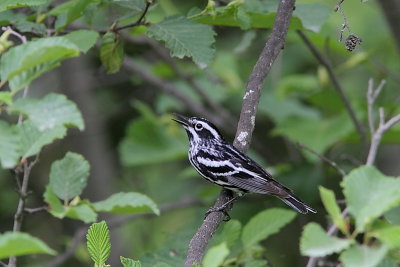 Paruline noir et blanc