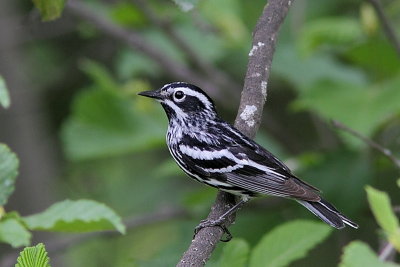 Paruline noir et blanc