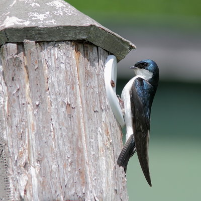 Hirondelle bicolore