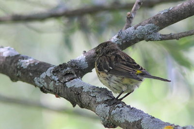 Paruline  croupion jaune