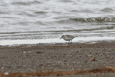 Bcasseau sanderling