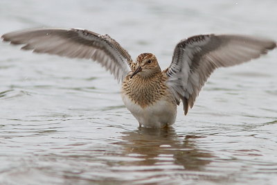 Oiseaux Sept-Dc 2014