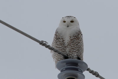 Harfang des neiges