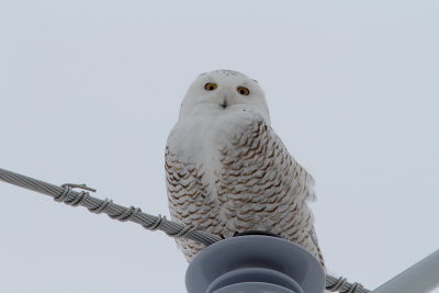 Harfang des neiges