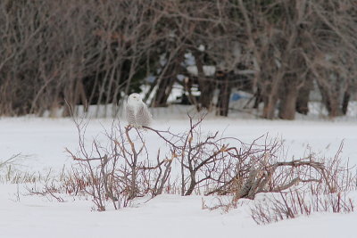 Harfang des neiges