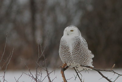 Harfang des neiges