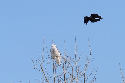 Harfang des neiges