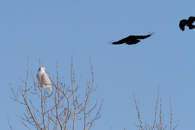 Harfang des neiges