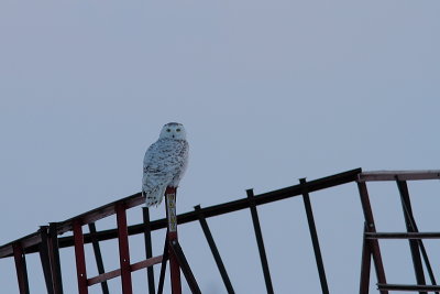 Harfang des neiges