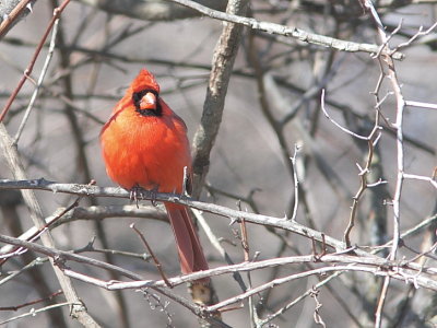 Cardinal rouge