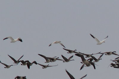 g9/95/921695/3/159683260.v4EyekBt.jpg