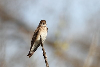 Hirondelle  ailes hrisses