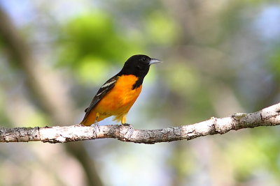 Oriole de Baltimore