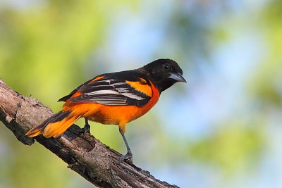 Oriole de Baltimore