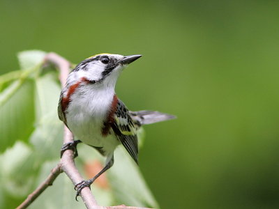 Paruline  flancs marron