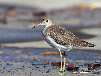 Oiseaux Août-Sept 2015