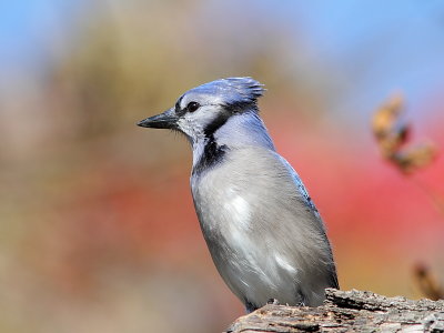 Geai bleu