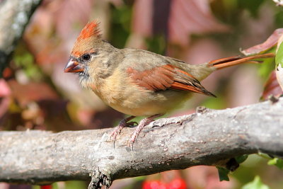 Cardinal rouge