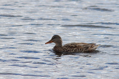 Canard colvert