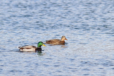 Canard colvert