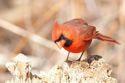 Cardinal rouge